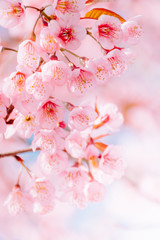 Wild Himalayan Cherry (Prunus cerasoides) blooming in northern Thailand to Himalaya Range in India.