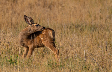 An Adorable Mule Deer Fawn with an Itch