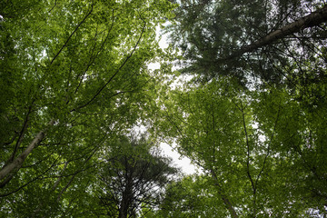 upwards view of tree forest woods 