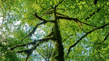 Bright green moss on trees in forest