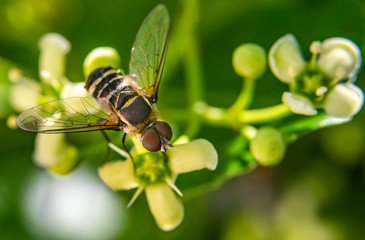 A Macro Photo of a Hoverfly on a blossoming flower
