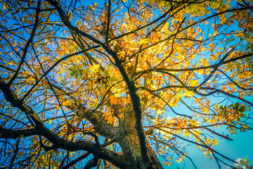 Beautiful, autumnal background with canopy of leaves and branches