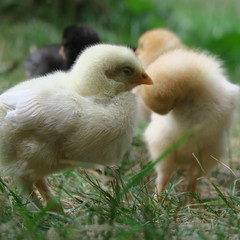 chicken chick, cute, lively, freshly born on the 1st outing with the mother on the farm
