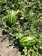 Big watermelon in the garden bed 