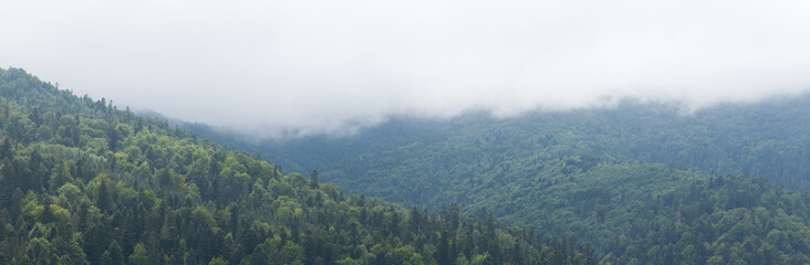Fototapeta na wymiar Forest fog, mountain mist, pine landscape.
