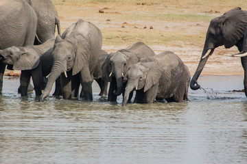 Fototapeta na wymiar Elephants in the savanna of in Zimbabwe, South Africa