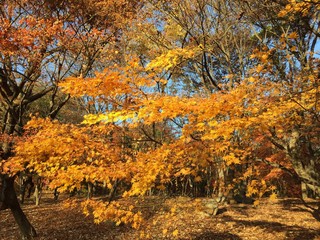 Golden Leaves 
