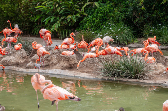 The pink flamingo or Greater flamingo is a large bird. The pink or reddish color of flamingos comes from carotenoids in their diet of animal and plant plankton. 