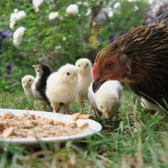 chicken chick, cute, lively, freshly born on the 1st outing with the mother on the farm
