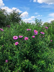 Beautiful lilac flowers in the field in summer
