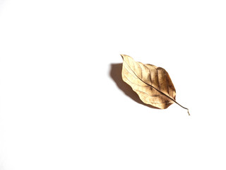 Leaves dry on a white background.