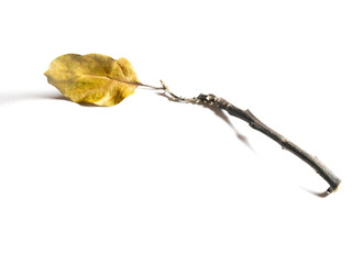 Leaves dry on a white background.