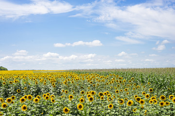 Fototapeta premium Blossoming sunflower flower on the farm field. The charming landscape of sunflowers against the sky.