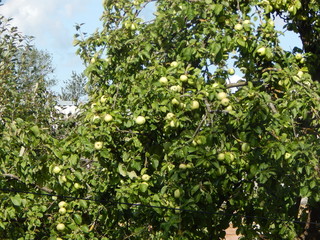 Fototapeta na wymiar Apples on the apple tree in the garden