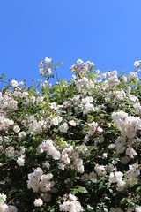 cherry tree blossom