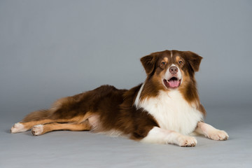 Hund Studio S&uuml;&szlig; Freisteller