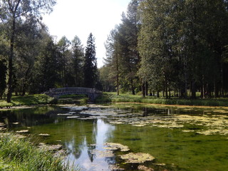 Fototapeta na wymiar Overgrown pond in the old park