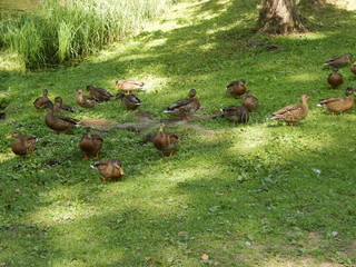 Ducks are walking on the green grass