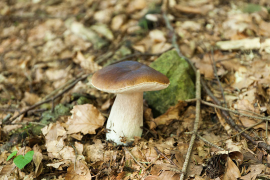Forest fresh porcini mushrooms, autumn delicious boletus. Wild penny bun, cep, porcino.