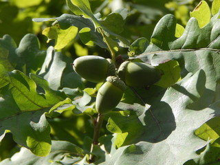 Acorns on the branch of oak
