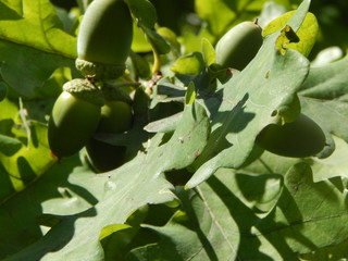 Acorns on the branch of oak