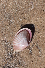 shell on the beach