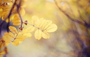 Autumn background with with yellow leaves of a dogrose on branches.