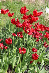 Fototapeta premium field of tulips