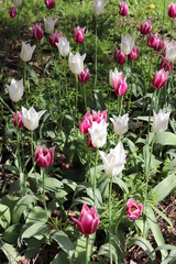 tulips in the garden