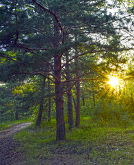Obraz premium foliage of trees in the sun. Indian summer. Golden leaves on branches against the blue sky. trees in the forest