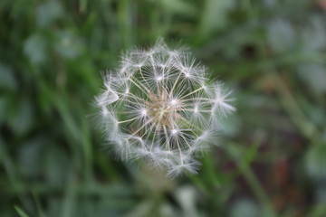 Fototapeta premium dandelion on background of green grass