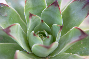 Closeup of a green succulent