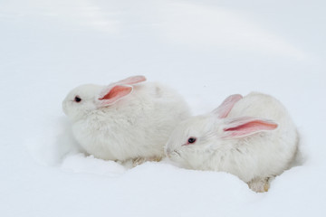 A pair of white fluffy rabbits on white winter snow