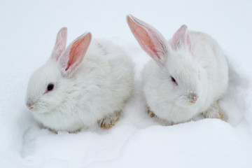A pair of white fluffy rabbits on white winter snow