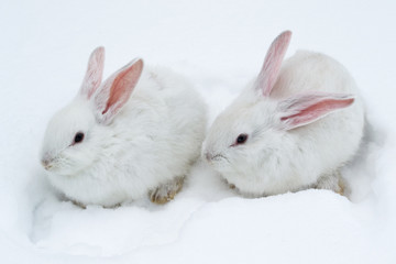 A pair of white fluffy rabbits on white winter snow