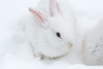 A pair of white fluffy rabbits on white winter snow