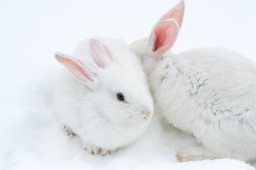 A pair of white fluffy rabbits on white winter snow