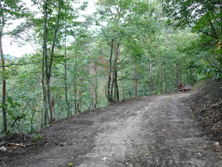 Pfälzer Wald zwischen St. Martin und Weyher 956