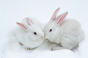 A pair of white fluffy rabbits on white winter snow