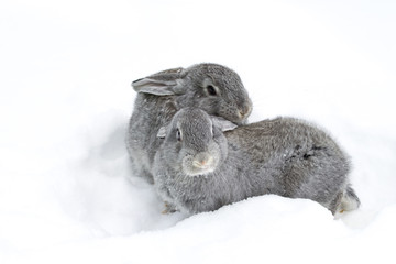 Gray fluffy rabbits on white winter snow © Oleh