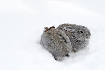 Gray fluffy rabbits on white winter snow © Oleh