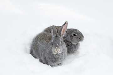 Gray fluffy rabbits on white winter snow