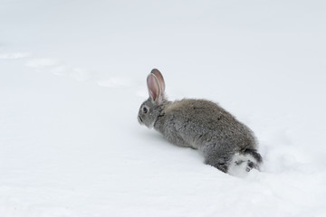 Gray fluffy rabbits on white winter snow © Oleh