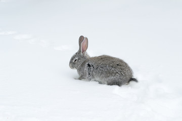 Gray fluffy rabbits on white winter snow