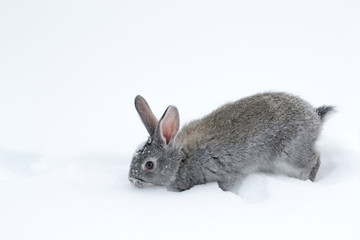 Gray fluffy rabbits on white winter snow