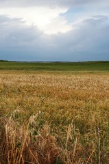 campo dorado de trigo