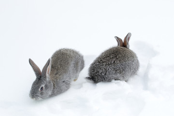 Gray fluffy rabbits on white winter snow © Oleh