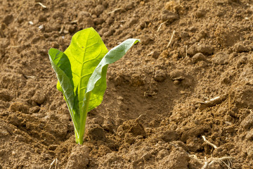 Muda de fumo plantada em propriedade rural brasileira