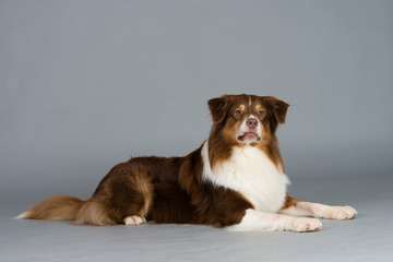 Hund Studio S&uuml;&szlig; Freisteller