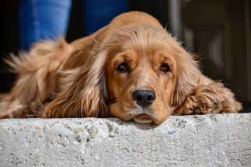 sad eyes of brown dog